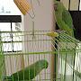 @aadhiandmeenutheparrot4575