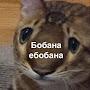 @Creator29355