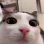 @Goodbye3216