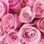 @abigaillubbee979