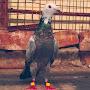 @PigeonBirds276