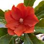 @pretoeledadeyauh3090