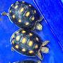 @tortoisgroup4624