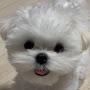 @겁없는설탕한스푼