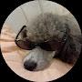 @Pipthepoodleoffical