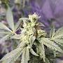 @420_cannabis_smoker
