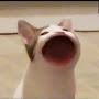 @peachyt2507