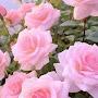 @bhawnarana2106