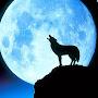 @wolfmoon9816
