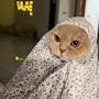 @howidaelhadi670