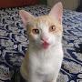 @theobidentcat5743
