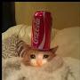 @cocacolacat-m5c