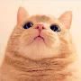 @cat-meowhood