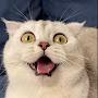 @Catsvr-ABCDEFGHIJKLMNOPQR