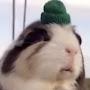 @Hamsterman515
