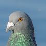 @athiccpigeon8985