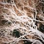 @Forests27