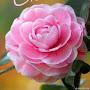 @licbez4D