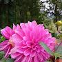 @rupachhetri2454