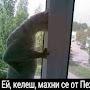 @MrDelgrigorov
