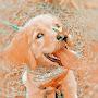@HE4RTS4ALL1S0N