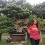 @Hobibelajarbonsai