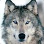 @grey_wulf