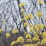 @산삼-t1l