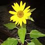 @GardenDaddyK