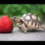@Just_strawberry_eating_turtle