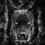 @ALPHA_WOLF_NATION