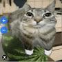 @Watermelon_cat111