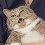 @meowman94