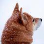 @Dog-F0k