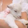 @Coquettecowww