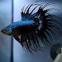 @Look_fish