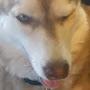 @husky_gorillatag