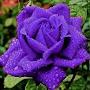 @ahlam31491