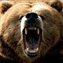 @grizzlybear3004