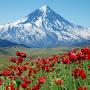 @armansh7978