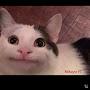 @sheresedendekker4682