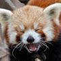 @redpanda7071
