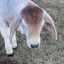 @Thecowboyofaustralia