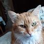 @mamacats1955