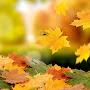 @ananas9338