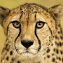 @Cheetahprint85