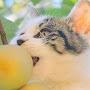 @greatestmeower
