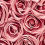@roses-b2w