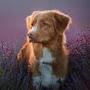 @TheDuckToller