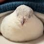 @Mini-quail